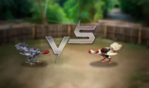 Đá Gà 3D Tại V7Bet