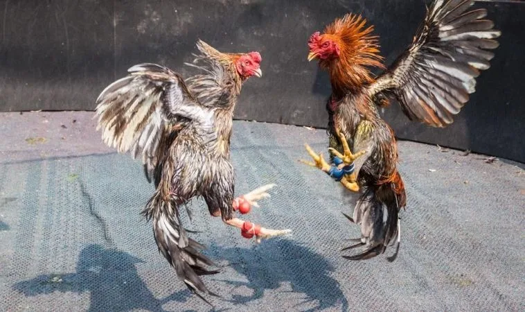 Đá Gà Sabong Tại V7Bet