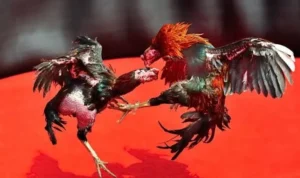 Đá Gà GA28 Tại V7Bet